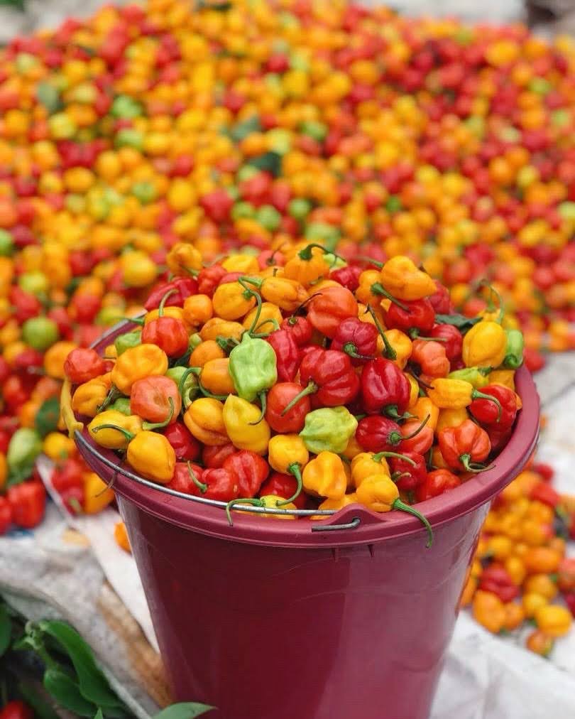 Piments produits par MAYA