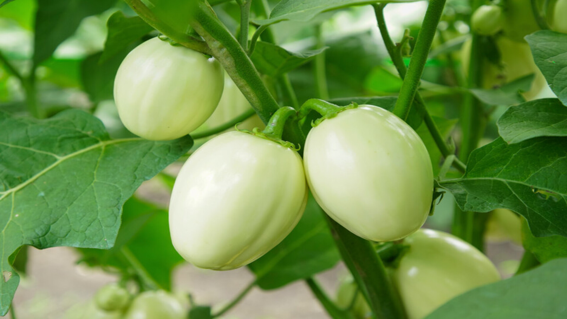 Aubergines cultiv&eacute;es par MAYA