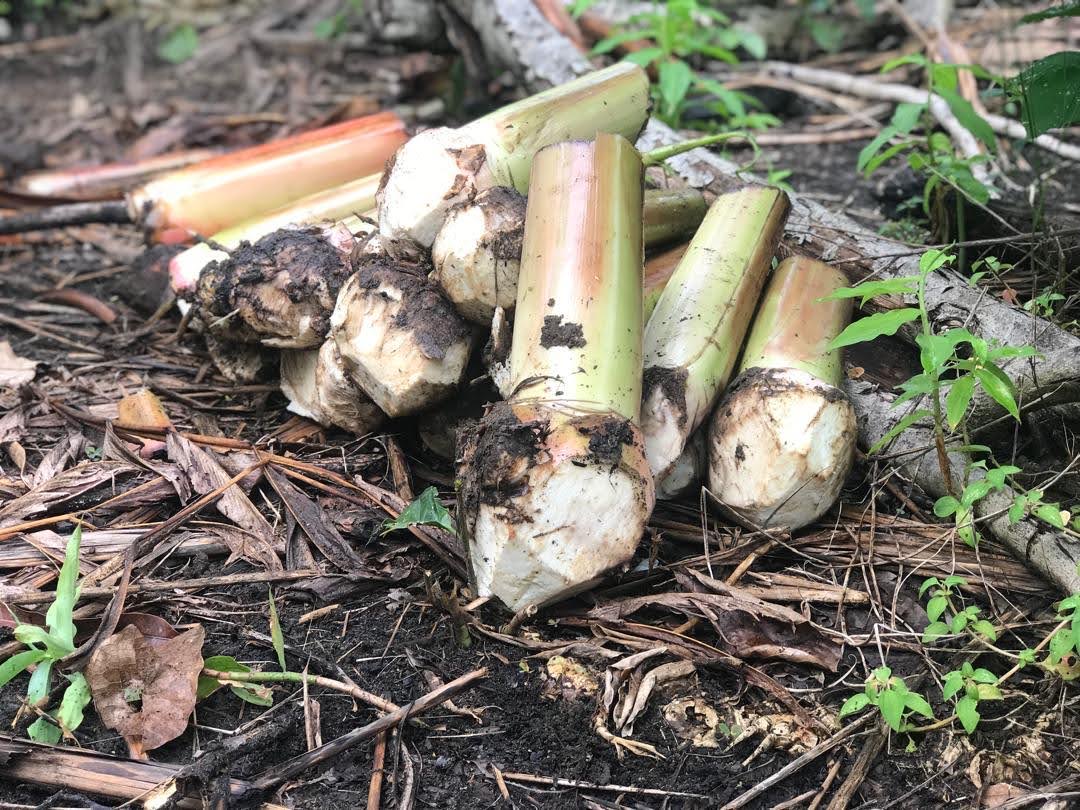 D&eacute;chets de bananier plantain r&eacute;colt&eacute;s