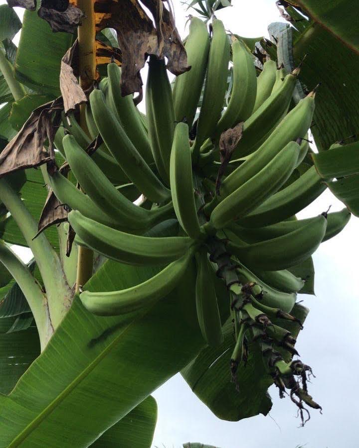 R&eacute;gime de bananes plantains